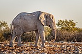 Dusty Elephant in Warm Light