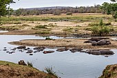 Hippo Scenic Photo