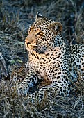 Leopard Close-up