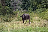 African Buffalo