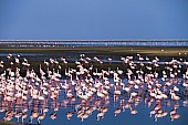 Lesser Flamingos