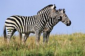 Zebra Pair Standing Side-on