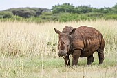 White Rhino Adult