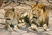 Lion and Lioness in Relaxed Mode