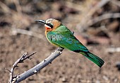 White-fronted Bee-eater