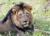 Male Lion