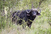 African Buffalo