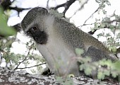 Vervet Monkey