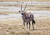 Gemsbok Standing in Grassland