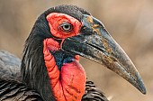 Art Reference image of Southern Ground Hornbill