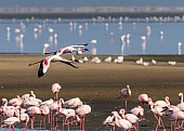 Lesser Flamingos in Flight