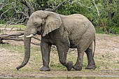 Elephant Male, Side-on