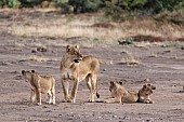 Lioness with trio of Cubs