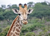 Giraffe Female Portrait