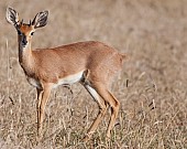 Male Steenbok