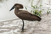 Hamerkop