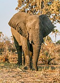 Elephant Bull, Front-on View