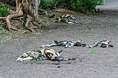 Wild Dog Pack Sleeping