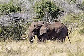 African Elephant Bull