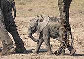 Elephant Baby