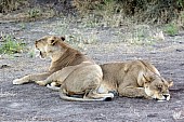Lioness Pair at Rest