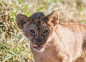 Lion Cub with Tongue Out