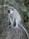 Vervet Monkey