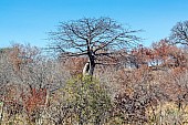 Baobab Tree Reference Image