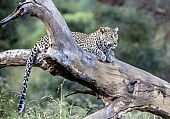 Leopard on Tree Stump