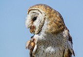 Barn Owl, Close-Up