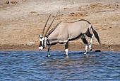 Gemsbok Stepping into Waterhole to Drink