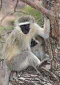 Vervet monkey wildlife reference photo