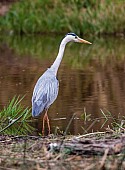 Grey Heron on Water's Edge