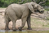 Elephant Drinking, Side-on View