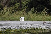 Great Egret in flight