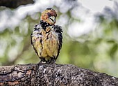 Crested Barbet