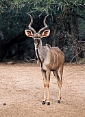 Kudu Bull Standing in Open Ground