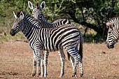 Juvenile Zebra