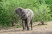 African Elephant Curling Trunk