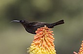 Amethyst Sunbird on Red Hot Poker