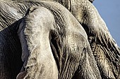 Elephant Heads, Close Up