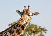 Ruaha Giraffe, Close-Up