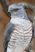 African cuckoo-hawk close-up