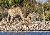 Giraffe Drinking from Waterhole