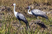 Wattled Crane Pair