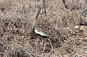 Red-Crested Korhaan Art Reference