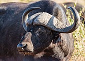 Buffalo Bull Head and Torso