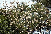 Red-billed queleas flocking