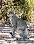 African Wild Cat