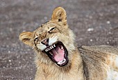 Young Lion Showing Teeth While Yawning